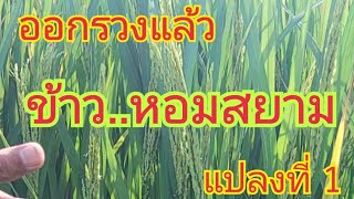 ออกรวงแล้ว...ข้าวหอมสยาม แปลงที่ 1 🌾🌾 สนใจพันธุ์ข้าว 0899428684  0925164252  0650495999