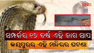 Exclusive News|| ଜୟପୁରରେ ଅଲୌକିକ ଘଟଣା |ବିଶ୍ୱାସ ନ ହେଲେବି ସତ । ବିଷାକ୍ତ ସାପ ସହ ୧୭ ବର୍ଷର ସମ୍ପର୍କ ।