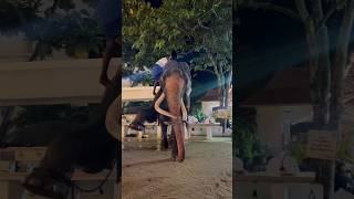 ගජබා ඉස්සරහ වැඩ පෙන්නන කතරගම වාසනා| Katharagama wasana #elephant #tusker #shots