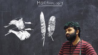 Basic Ornithology: Morphology:  Feathers, Plumage and Flight