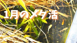 1月のベランダ水槽 越冬中のお世話