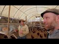 Joel Salatin's chickens and rabbits at Polyface Farm