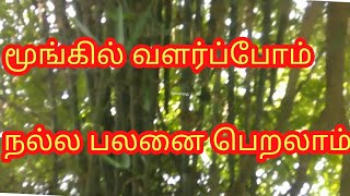 bamboo ttree   மூங்கில்  மரம் வளர்ப்போம்