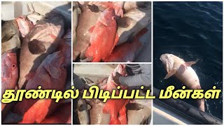 பண்டாரி மீன் செவப்பு மீன் பிடிக்கும் காட்சி Bandari Fish Marble Fishing Scene from