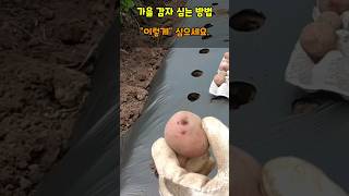 가을감자 심는 방법 이것만 주의하고 싹난감자 심어주세요 #가을감자키우기