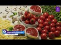 tomatoes u0026 stone dr. n.k sharma reveals the shocking myths kidneystone