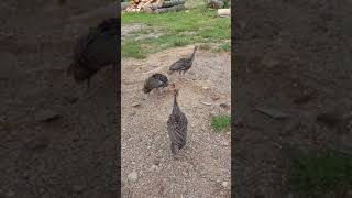 Raising Eastern Wild Turkey's ❤️