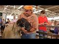 Big Animals | 2021 Iowa State Fair