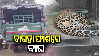 Leopard falls in trap set for wild boar in forest of Dhenkanal district, rescued by Forest Dept