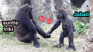 Gorilla Jabali  sweet interaction with auntie Iriki,funny Tayari金剛猩猩Jabali牽阿姨的手,親她的頭,Tayari丟樹枝