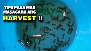 TIPS para Sa Mas MASAGANANG HARVEST! sa Ating Mga CRAYFISH!!😱😱