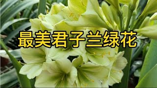 最美君子兰开花，绿花，黄花，红花