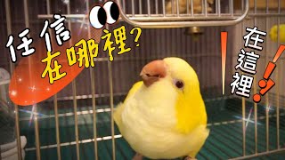 任信在哪裡?在這裡!和尚鸚鵡任信好聰明喔!! Where's Renshin?  I am here! Renshin the monk parrot is so smart!!