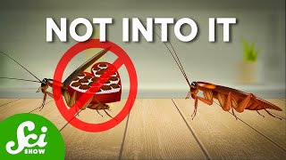 Female Cockroaches Hate Romance (And It’s Our Fault)