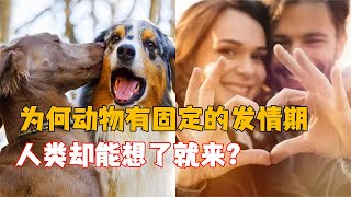 為什么其他動物有固定的“發情期”，而人類卻隨時可以？