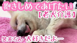 【試行錯誤の介助】老犬介護No.68