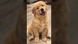 so cutest dog 😁😁 #short #shorts #puppy #dog #doglover #gussa
