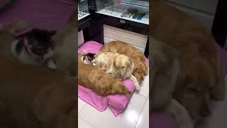 OMG ♥ Dog V.S Cat 😂😱Super 🤣 Funniest 😻Cats and🐶 Dogs 😇 #shorts