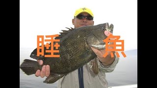 買條松鯛來吃,又稱睡魚!肉質鮮美shorts#