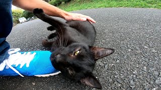 黒猫が座っていたので近づいてナデナデしたら懐いてきた