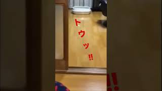 これが噂の\