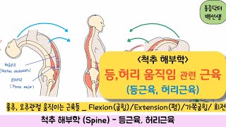 척추해부학_흉추,요추를 움직이는 근육들(굽힘, 폄, 가쪽굽힘, 회전)