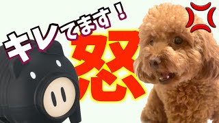 【恐怖→激怒】蚊取り線香にまで怒り出す犬が可愛い#shorts