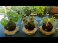 kokedama care japanese moss ball how to keep moisture