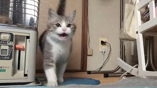 そろそろご飯じゃない？と大声で催促するサバシロ子猫