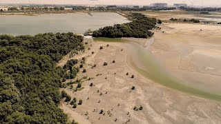 Dubai Municipality is keen to plant mangroves in natural reserves