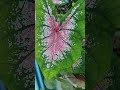 nature s love heart shaped big leaf ఇంత పెద్ద ఆకు మీరు చూశారా 😮😮🌿💚