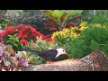 nature’s charm for cats 😻 birds u0026 squirrels enjoy a fun patio party 🐿️ 4k hdr sensory video