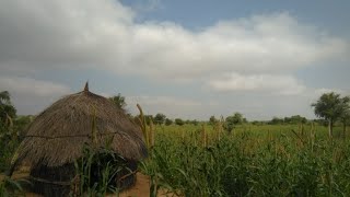 Beautiful Tharparkar| Thar Ki Khoobsurti