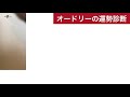 【オードリー】若林正恭さんと春日俊彰さんを占ってみた