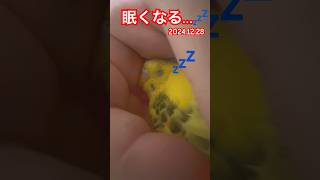 落ち着く場所#セキセイインコ #老鳥 #インコ