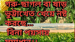 গরু -ছাগল বা ষাঁড়ের হাত থেকে ভুট্টা খেত রক্ষার উপায়।।