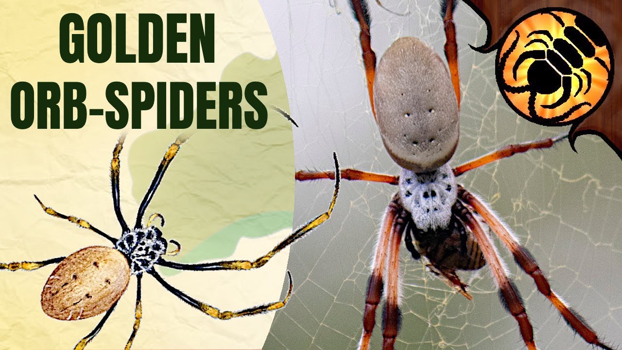 GOLDEN ORB-WEAVERS | A Guide To Australian Spiders - YouTube