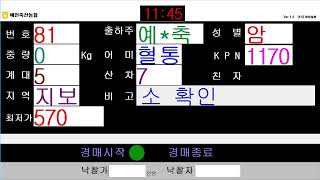 예천축산농협 12월 17일 경매가축시장