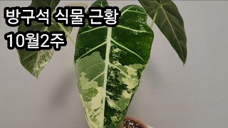 실내에서 식물 키우기 10월 2주 방구석 식물근황 무늬프라이덱 단추고사리 토텀 안스리움베이치