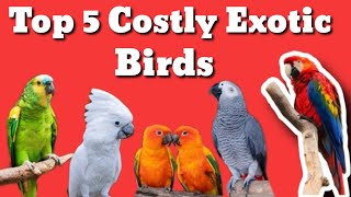 Top 5 costly Exotic parrots || exotic birds price in India || Uttarakhand Parrots