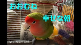 211019　おおむね幸せな朝　小桜インコ　我が家の天使たち6羽