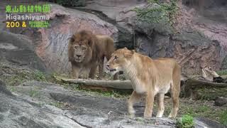 【東山動植物園公式】ライオンと麻袋　《 ライオン  》