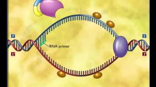 ԴՆԹ-Ի ռեպլիկացիա կամ կրկնապատկում BIOLOGY ARMENIA