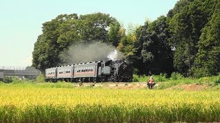 2018 08 26　黄金色の八木岡を走る「SLもおか」