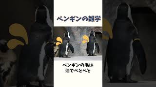 ペンギン雑学 #雑学