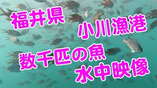 【4K水中映像】福井県 小川漁港にが魚が数千匹もいます！ 釣り動画