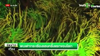 พบเต่ากระเรืองแสงครั้งแรกของโลก  | 30-09-58 | ชัดข่าวเที่ยง | ThairathTV