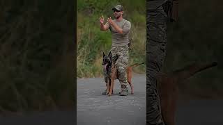 #k9#usa#malinois#k9protection#doglover#k9security#dogtraining#k9handler#dogowner#doglovers#video