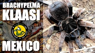 Finding Brachypelma klaasi in Mexico