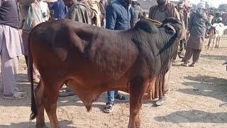 14 February,2025 Khanewal Cow Mandi mein sahiwal aur cholistani Bchron ki purchasing.